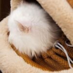 Carrier Bag Backpack Carrier Dog Travel Bag Pet Winter Outdoor Carriers Plush Reindeer Bag With Hand Warmers - Image 5