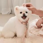 Dog Collar Leather Hand Holding Rope Dog Leash Collar Pet Small And Medium Size