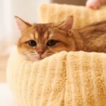 Creative And Cute Striped Pet Sofa Nest - Image 5
