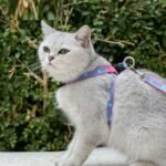 Pet Cat Bell Chest Strap Haulage Rope Package Vest Small Dog Teddy Leash - Image 9
