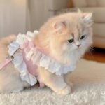 Dog Leash Cat Leash Premium Summer Pet Harness Leash Set Breathable Lightweight And Escape Proof Vest For Cats Small Dogs Adjustable Outdoor Walking Gear With Secure Leash Attachment Luxury Pet Gift F - Image 3