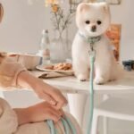 Dog Collar Leather Hand Holding Rope Dog Leash Collar Pet Small And Medium Size - Image 2