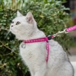 Pet Cat Bell Chest Strap Haulage Rope Package Vest Small Dog Teddy Leash - Image 8
