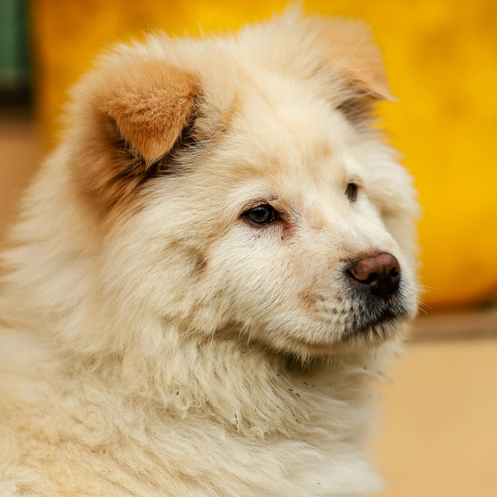 Adorable fluffy dog with golden fur enjoying the outdoors in Lào Cai, Vietnam.