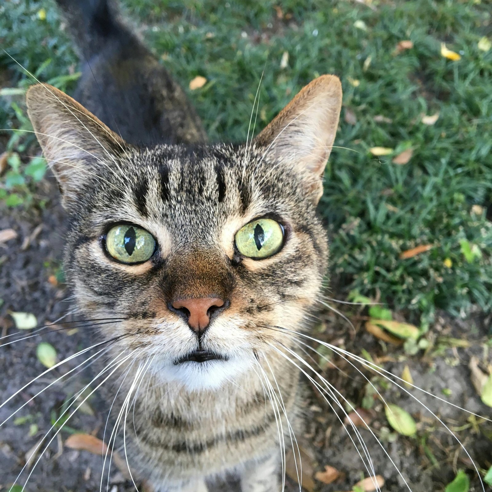 Close-up of a curious tabby cat with striking green eyes outdoors.