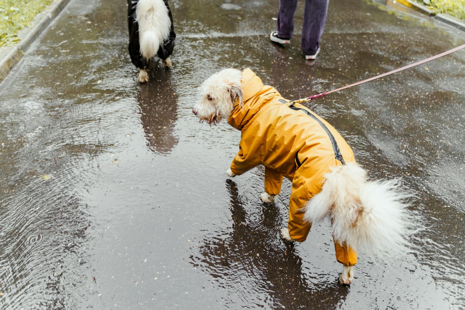 Two dogs in colorful raincoats walking on a rainy day, capturing the essence of a wet adventure