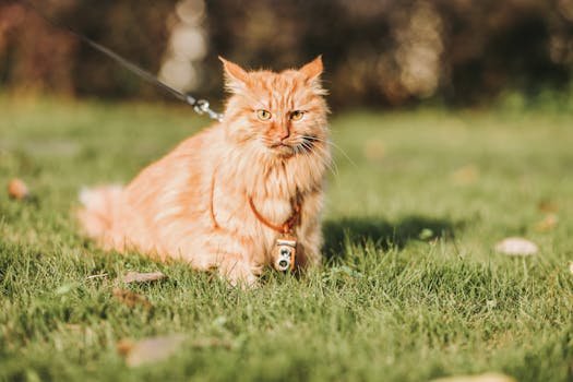 Cute orange cat with a leash sitting on grass in outdoor setting, embodying comfort and relaxation.